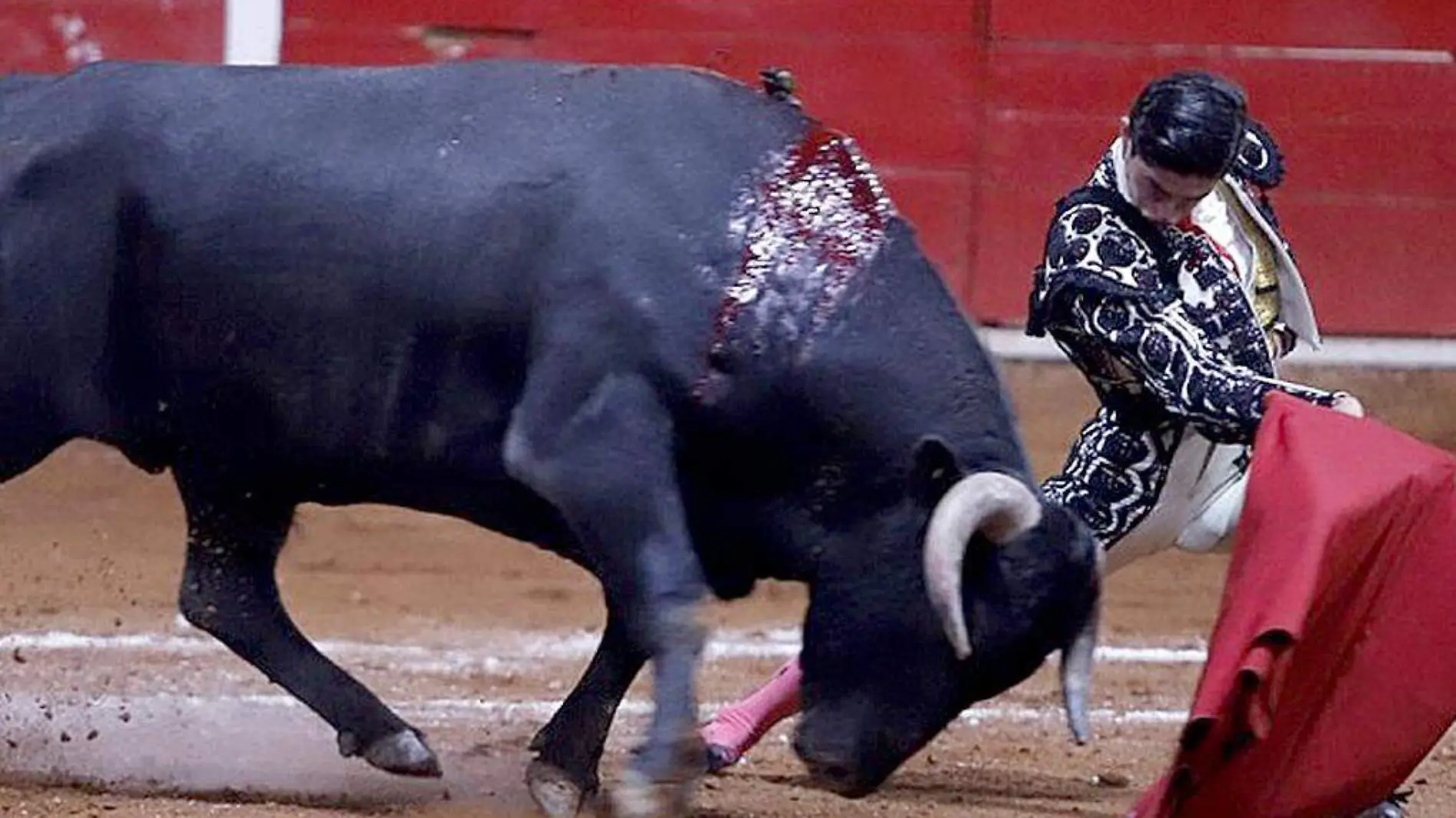 Novillero Sebastián Ibelles haciendo la faena a un toro